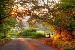 Wooded English country lane at sunset