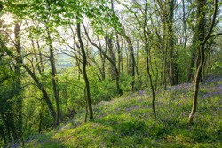 Bluebell woods near Chipping Campden, Cotswolds, Gloucestershire, England