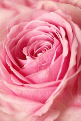pink rose flower, macro detail, flower petals