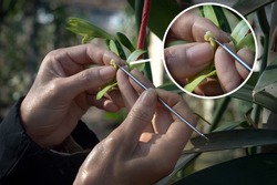Close up, farmers pollinate vanilla by hand, enlarged pic of flowers in a circle frame, Vanilla planifolia 