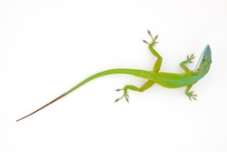 Carolina anole (Anolis carolinensis) on white wall (green anole, American anole, red-throated anole)