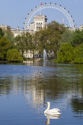 A Swan swims on the lake in St. James's Park with a view of the London Eye in the background.