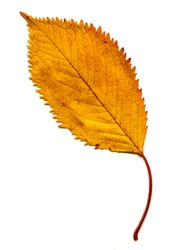 A close-up shot of an Elm leaf portraying beautiful golden Autumn Colours.