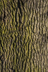 A close-up shot of tree bark.