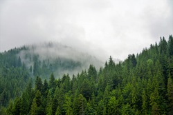 Fog over the coniferous forest