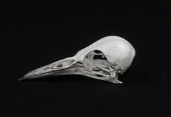 a skull of the Picinae bird