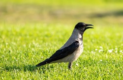 a Corvus cornix bird on the grass