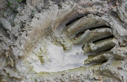 A trace of a bear in the mud