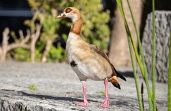 a close-up of a Nile goose (Alopochen aegyptiaca) on the ground