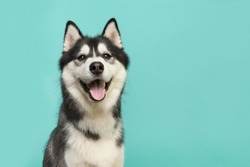 Husky dog portrait looking at the camera with mouth open on a turquoise blue background