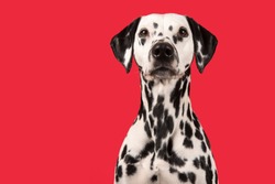 Portrait of a dalmatian dog on a red background