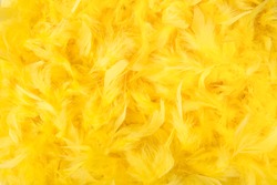 Bright yellow feathers in a full frame image as background for easter or softness