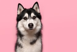 Portrait of a siberian husky looking at the camera on a pink background