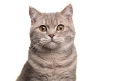 Portrait of a silver tabby british shorthair cat looking at the camera isolated on a white background