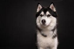 Portrait of a siberain husky dog on a black background