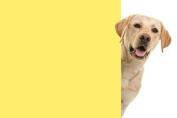 Portrait of a blond labrador retriever dog looking around the corner of an yellow empty board with space for copy