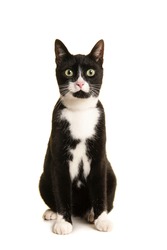 Black and white sitting european shorthair cat looking at the camera isolated on a white background seen from the front