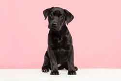 Cute black labrador retriever puppy looking at the camera on a pink background sitting on a white couch
