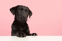 Portrait of a cute black labrador retriever puppy looking away on a pink background with space for copy