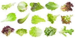 various fresh leaves of lettuce vegetables isolated on white background