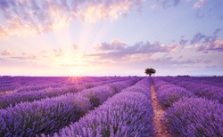 sun setting or rising over a lavendar field with a single tree