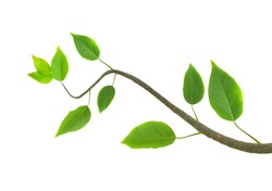 Green  branch