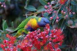 Rainbow lorikeet eating the nectar from Red-flowering Gums