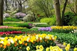 Colorful spring flowers in the beautiful landscaped gardens of Keukenhof, Netherlands
