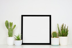 Mock up black square frame with potted cacti and succulent plants. White shelf against a white wall. Copy space.