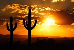 Arizona desert sunset with giant saguaro silhouette