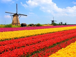 Vibrant tulips fields with windmills in the background, Netherlands         