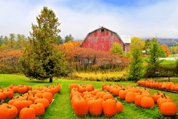Autumn pumpkin patch with rustic old red barn in the background and fall colors, Vermont, USA