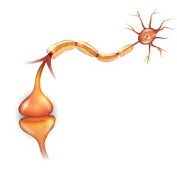 Neuron anatomy illustration, it passes signal to another neuron. 