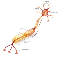 Neuron, nerve cell axon and myelin sheath  substance that surrounds the axon detailed anatomy illustration