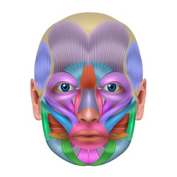 Muscles of the face structure, each muscle pair illustrated a bright color, detailed anatomy isolated on a white background