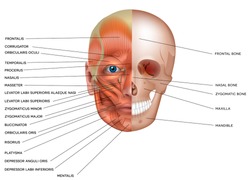 Muscles and bones of the face detailed bright anatomy isolated on a white background