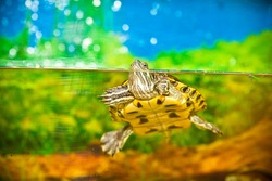 Turtle in the water. Red-eared slider swimming in the water in the aquarium