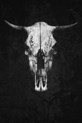 bull skull with horns on a black background