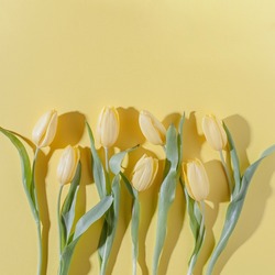 Yellow tulip flowers pattern on light yellow background. Simple square flat lay composition with harsh light and shadows.