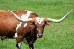 A large longhorn bull in a green field