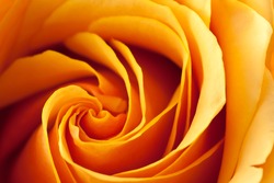 Closeup of a blooming orange and yellow rose.
