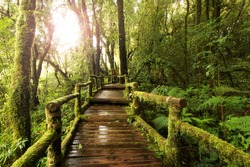 wooden walkway through in deep rain forest with morning light