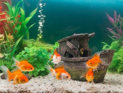 Goldfish in freshwater aquarium with green beautiful planted tropical