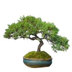 bonsai tree in garden isolated on white, clipping path 