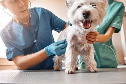 Such a cute patient. A team of two professional veterinarians inspecting the health of a small, obedient dog standing on the table in veterinary clinic