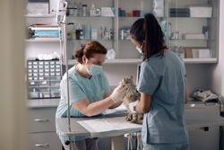 Nurse holds fluffy cat while veterinarian examines animal in hospital