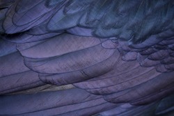 Common Raven - close up plumage detail of a Raven's wing feathers ... scientific species name is Corvus corax
