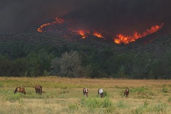 2015 Okanogan Complex Wild Fire:  Horses graze peacefully in a pasture in Riverside, WA, despite the rapid approach of flames and heavy smoke from the Tunk Block portion of the wildfire complex
