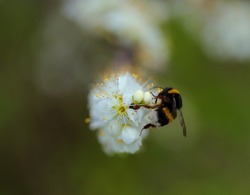Close-up of a Bumblebee, Bombus terrestris lusitanicus on a thorn bush in blossom. Springtime. Portugal.