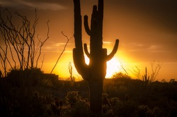 Arizona landscape, sunset saguaro in silhouette over desert.